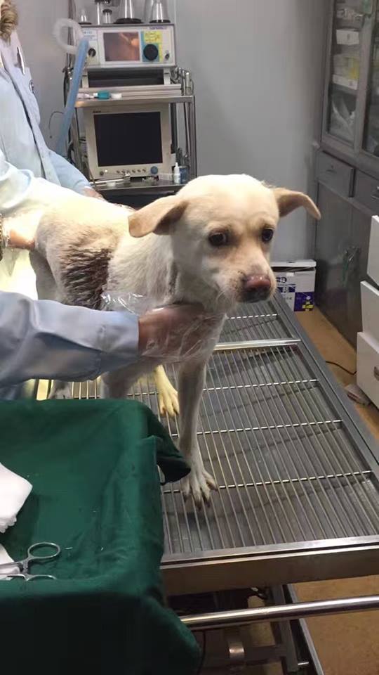 Cina: cane colpito da due frecce riesce a salvarsi
