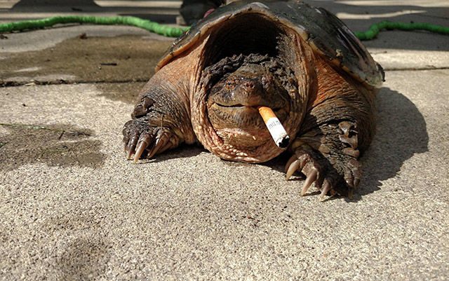 La storia della (strana) tartaruga che fuma sigarette!
