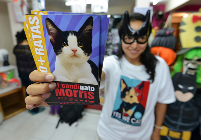 Messico, un gatto si candida a sindaco di Xalapa