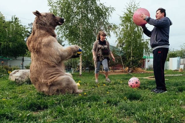 orso vive in casa