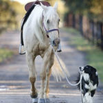 border collie addestratore di cavalli