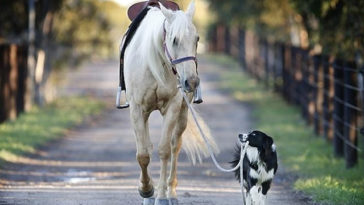 border collie addestratore di cavalli