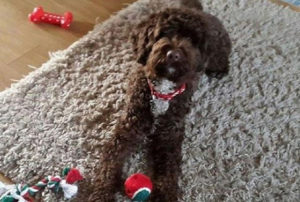 Buddy, la storia a lieto fine del cane che soffre d'ansia