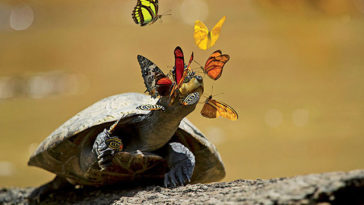 In Amazzonia le farfalle si nutrono di lacrime di tartaruga